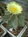 Нажмите на изображение для увеличения.

Название:	Astrophytum ornatum..jpg
Просмотров:	213
Размер:	304.2 Кб
ID:	366317