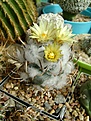 Нажмите на изображение для увеличения.

Название:	Turbinicarpus flaviflorus.jpg
Просмотров:	212
Размер:	250.4 Кб
ID:	366319