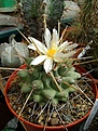 Нажмите на изображение для увеличения.

Название:	Thelocactus rinconensis ?.jpg
Просмотров:	224
Размер:	293.5 Кб
ID:	366322