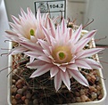 Нажмите на изображение для увеличения.

Название:	Mammillaria_wolfii_GL19_9y.JPG
Просмотров:	175
Размер:	127.7 Кб
ID:	366361