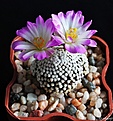 Нажмите на изображение для увеличения.

Название:	Mammillaria luethyi.jpg
Просмотров:	171
Размер:	180.7 Кб
ID:	366379