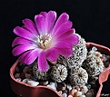 Нажмите на изображение для увеличения.

Название:	Sulcorebutia verticillacantha v.taratensis.jpg
Просмотров:	171
Размер:	186.7 Кб
ID:	366381