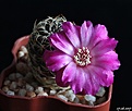 Нажмите на изображение для увеличения.

Название:	Sulcorebutia breviflora ssp.laui L314.jpg
Просмотров:	171
Размер:	134.3 Кб
ID:	366382