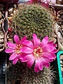 Нажмите на изображение для увеличения.

Название:	Rebutia violaciflora.jpg
Просмотров:	169
Размер:	186.5 Кб
ID:	366394