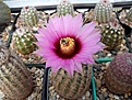 Нажмите на изображение для увеличения.

Название:	Echinocereus reichenbachii.jpg
Просмотров:	175
Размер:	122.2 Кб
ID:	366396