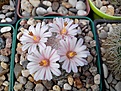 Нажмите на изображение для увеличения.

Название:	Mammillaria lenta.jpg
Просмотров:	170
Размер:	134.3 Кб
ID:	366400