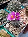 Нажмите на изображение для увеличения.

Название:	Peleciphora asseliformis.jpg
Просмотров:	165
Размер:	105.7 Кб
ID:	366401