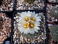 Нажмите на изображение для увеличения.

Название:	Strombocactus disciformis v. jarmilae.jpg
Просмотров:	167
Размер:	115.1 Кб
ID:	366402
