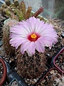 Нажмите на изображение для увеличения.

Название:	Thelocactus bicolor v. schottii.jpg
Просмотров:	170
Размер:	138.5 Кб
ID:	366403