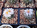 Нажмите на изображение для увеличения.

Название:	Turbinicarpus lohfohforoides.jpg
Просмотров:	156
Размер:	163.1 Кб
ID:	366404