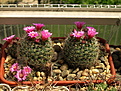 Нажмите на изображение для увеличения.

Название:	Mammillaria zeilmanniana.jpg
Просмотров:	157
Размер:	287.7 Кб
ID:	366411