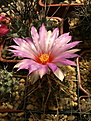 Нажмите на изображение для увеличения.

Название:	Thelocactus bicolor .jpg
Просмотров:	162
Размер:	242.7 Кб
ID:	366412