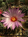 Нажмите на изображение для увеличения.

Название:	Thelocactus bicolor.jpg
Просмотров:	155
Размер:	223.8 Кб
ID:	366413