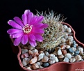 Нажмите на изображение для увеличения.

Название:	Sulcorebutia swobodae WK 681.JPG
Просмотров:	155
Размер:	184.4 Кб
ID:	366417