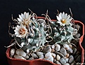 Нажмите на изображение для увеличения.

Название:	Turbinicarpus macrochele.JPG
Просмотров:	157
Размер:	269.7 Кб
ID:	366419