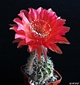 Нажмите на изображение для увеличения.

Название:	Echinopsis Tuffet + Madame Pele...JPG
Просмотров:	156
Размер:	142.2 Кб
ID:	366423