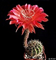 Нажмите на изображение для увеличения.

Название:	Echinopsis Tuffet + Madame Pele.JPG
Просмотров:	154
Размер:	138.0 Кб
ID:	366424