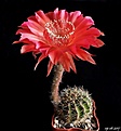 Нажмите на изображение для увеличения.

Название:	Echinopsis Tuffet + Madame Pele.JPG
Просмотров:	138
Размер:	138.0 Кб
ID:	366424