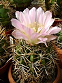 Нажмите на изображение для увеличения.

Название:	Gymnocalycium achirasense.jpg
Просмотров:	446
Размер:	249.2 Кб
ID:	366496