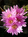 Нажмите на изображение для увеличения.

Название:	Gymnocalycium horridispinum .jpg
Просмотров:	454
Размер:	192.4 Кб
ID:	366498