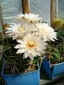 Нажмите на изображение для увеличения.

Название:	Gymnocalycium monvillei.jpg
Просмотров:	438
Размер:	197.5 Кб
ID:	366500