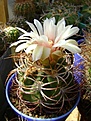 Нажмите на изображение для увеличения.

Название:	Gymnocalycium ambatoense.jpg
Просмотров:	429
Размер:	253.9 Кб
ID:	366501