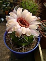 Нажмите на изображение для увеличения.

Название:	gymnocalycium marquezii v.argentiense.jpg
Просмотров:	446
Размер:	197.2 Кб
ID:	366502