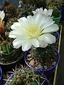 Нажмите на изображение для увеличения.

Название:	Gymnocalycium gibbosum v.nigrum.jpg
Просмотров:	438
Размер:	313.4 Кб
ID:	366503