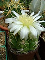 Нажмите на изображение для увеличения.

Название:	Gymnocalycium megalothelos .jpg
Просмотров:	458
Размер:	204.9 Кб
ID:	366505