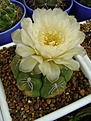 Нажмите на изображение для увеличения.

Название:	Gymnocalycium denudatum.jpg
Просмотров:	451
Размер:	184.1 Кб
ID:	366506