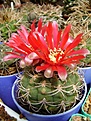 Нажмите на изображение для увеличения.

Название:	Gymnocalycium tillianum...jpg
Просмотров:	450
Размер:	273.3 Кб
ID:	366507