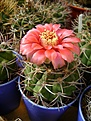 Нажмите на изображение для увеличения.

Название:	Gymnocalycium carminanthum .jpg
Просмотров:	441
Размер:	227.8 Кб
ID:	366508