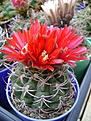 Нажмите на изображение для увеличения.

Название:	Gymnocalycium tillianum.jpg
Просмотров:	458
Размер:	329.2 Кб
ID:	366510