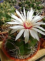 Нажмите на изображение для увеличения.

Название:	Gymnocalycium fleisherianum.jpg
Просмотров:	440
Размер:	233.7 Кб
ID:	366511