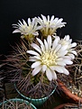 Нажмите на изображение для увеличения.

Название:	Gymnocalycium pungens.jpg
Просмотров:	463
Размер:	213.5 Кб
ID:	366513