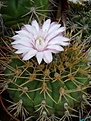 Нажмите на изображение для увеличения.

Название:	Gymnocalycium euripleurum.jpg
Просмотров:	472
Размер:	218.4 Кб
ID:	366514