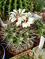 Нажмите на изображение для увеличения.

Название:	Gymnocalycium valnicekianum v.polycentral.jpg
Просмотров:	457
Размер:	298.1 Кб
ID:	366516