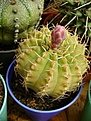 Нажмите на изображение для увеличения.

Название:	Gymnocalycium triacanthum.jpg
Просмотров:	464
Размер:	225.7 Кб
ID:	366517