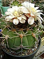 Нажмите на изображение для увеличения.

Название:	Gymnocalycium bayrianum.jpg
Просмотров:	458
Размер:	240.7 Кб
ID:	366519