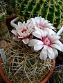 Нажмите на изображение для увеличения.

Название:	Gymnocalycium cardenasianum.jpg
Просмотров:	450
Размер:	219.3 Кб
ID:	366521