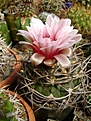 Нажмите на изображение для увеличения.

Название:	Gymnocalycium glaucum.jpg
Просмотров:	457
Размер:	239.1 Кб
ID:	366523