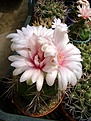 Нажмите на изображение для увеличения.

Название:	Gymnocalycium horstii v.buenekeri.jpg
Просмотров:	443
Размер:	225.0 Кб
ID:	366524