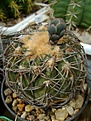 Нажмите на изображение для увеличения.

Название:	Gymnocalycium spegazzinii.jpg
Просмотров:	424
Размер:	239.2 Кб
ID:	366525