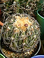 Нажмите на изображение для увеличения.

Название:	Gymnocalycium spegazzinii.jpg
Просмотров:	424
Размер:	287.2 Кб
ID:	366526