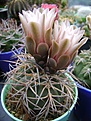 Нажмите на изображение для увеличения.

Название:	Gymnocalycium spegazzinii v.horizonthalonium.jpg
Просмотров:	429
Размер:	311.0 Кб
ID:	366527