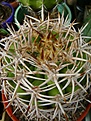 Нажмите на изображение для увеличения.

Название:	Gymnocalycium hybopleurum v. ferocior.JPG
Просмотров:	435
Размер:	265.3 Кб
ID:	366530