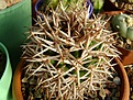 Нажмите на изображение для увеличения.

Название:	Gymnocalycium hybopleurum v. ferocior..JPG
Просмотров:	432
Размер:	248.7 Кб
ID:	366531