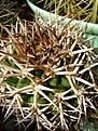 Нажмите на изображение для увеличения.

Название:	Gymnocalycium hybopleurum v. ferocior..jpg
Просмотров:	439
Размер:	298.5 Кб
ID:	366532