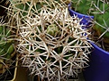 Нажмите на изображение для увеличения.

Название:	Gymnocalycium hybopleurum v. ferocior..jpg
Просмотров:	433
Размер:	246.7 Кб
ID:	366533