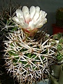 Нажмите на изображение для увеличения.

Название:	Gymnocalycium hybopleurum v.ferocior.JPG
Просмотров:	426
Размер:	361.7 Кб
ID:	366534